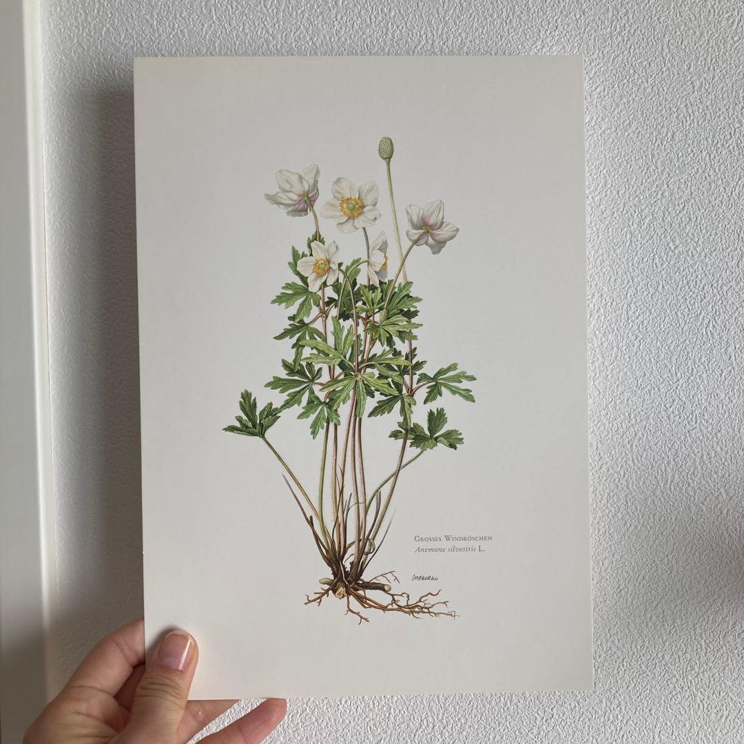 L938洋書古書1957年ドイツ発行美しい植物画プレートが168枚入った植物図鑑