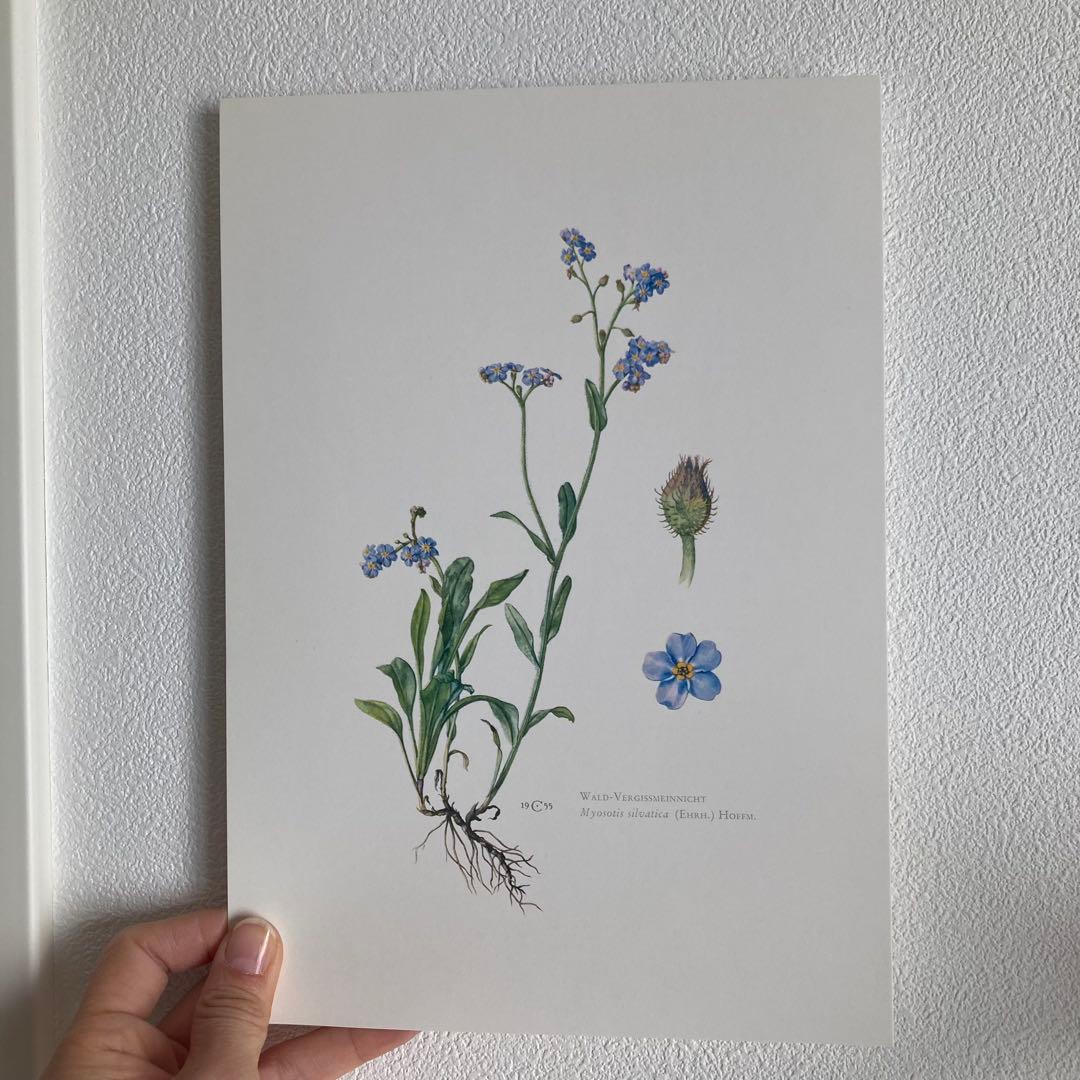 L938洋書古書1957年ドイツ発行美しい植物画プレートが168枚入った植物図鑑