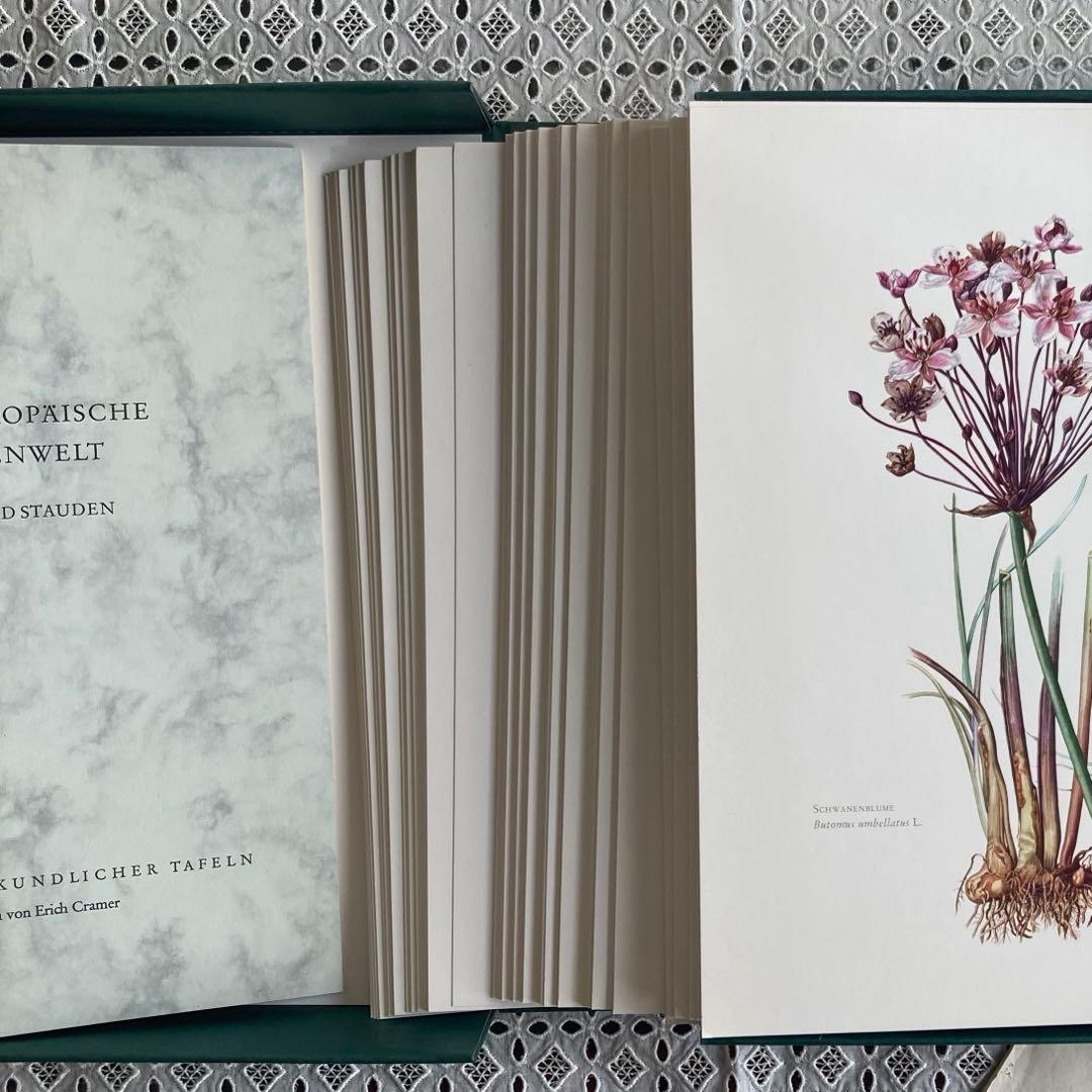 L938洋書古書1957年ドイツ発行美しい植物画プレートが168枚入った植物図鑑