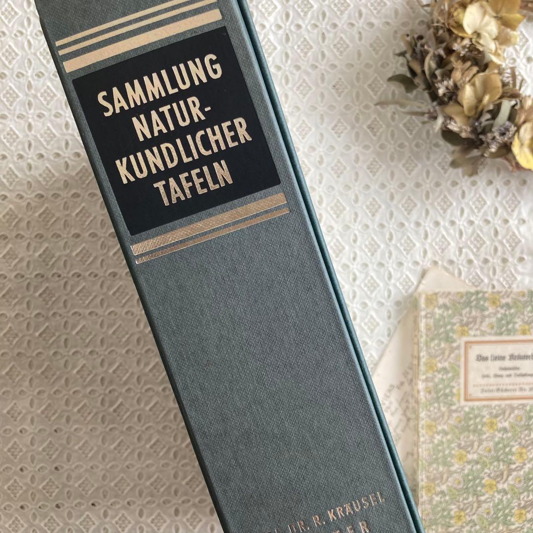 L938洋書古書1957年ドイツ発行美しい植物画プレートが168枚入った植物図鑑