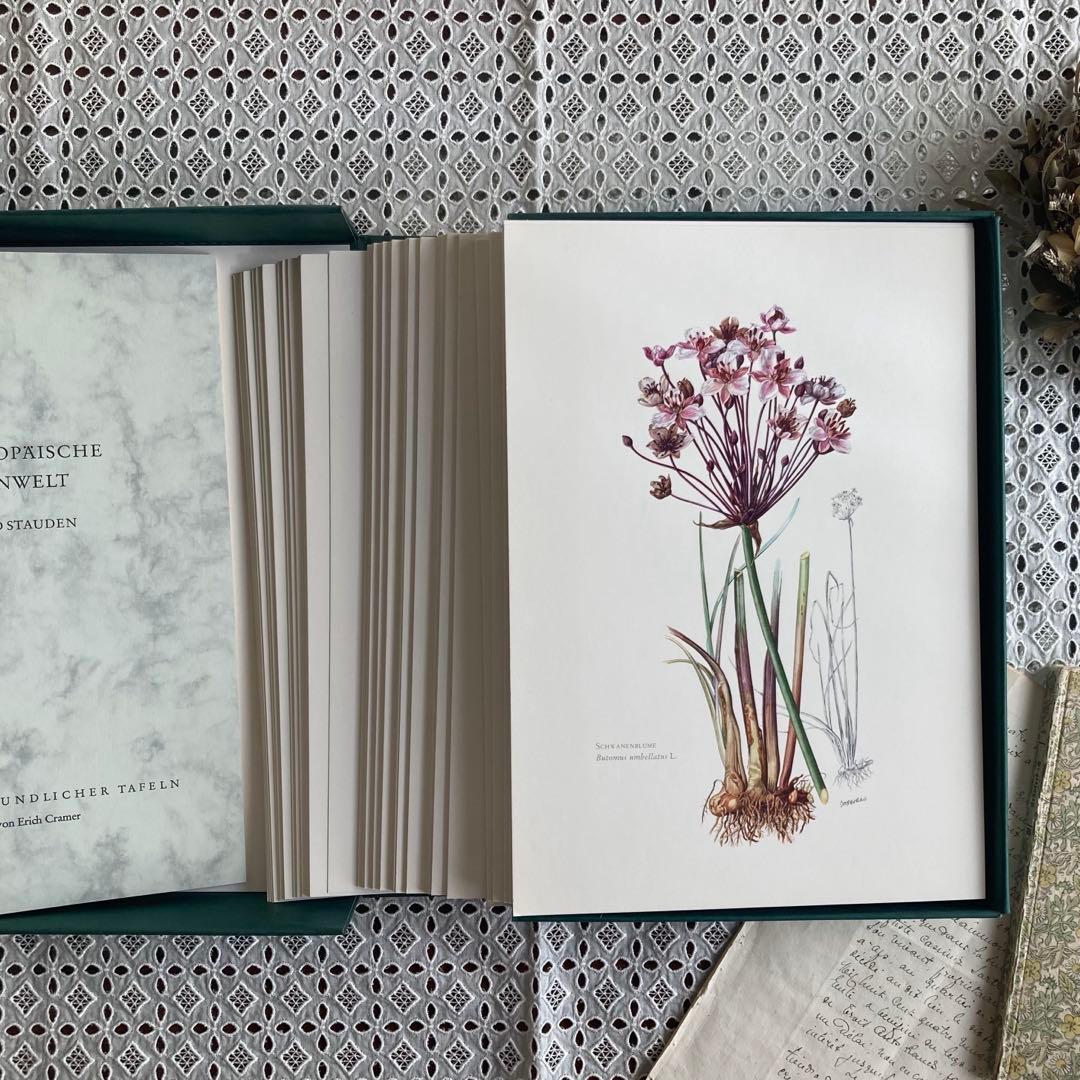 L938洋書古書1957年ドイツ発行美しい植物画プレートが168枚入った植物図鑑