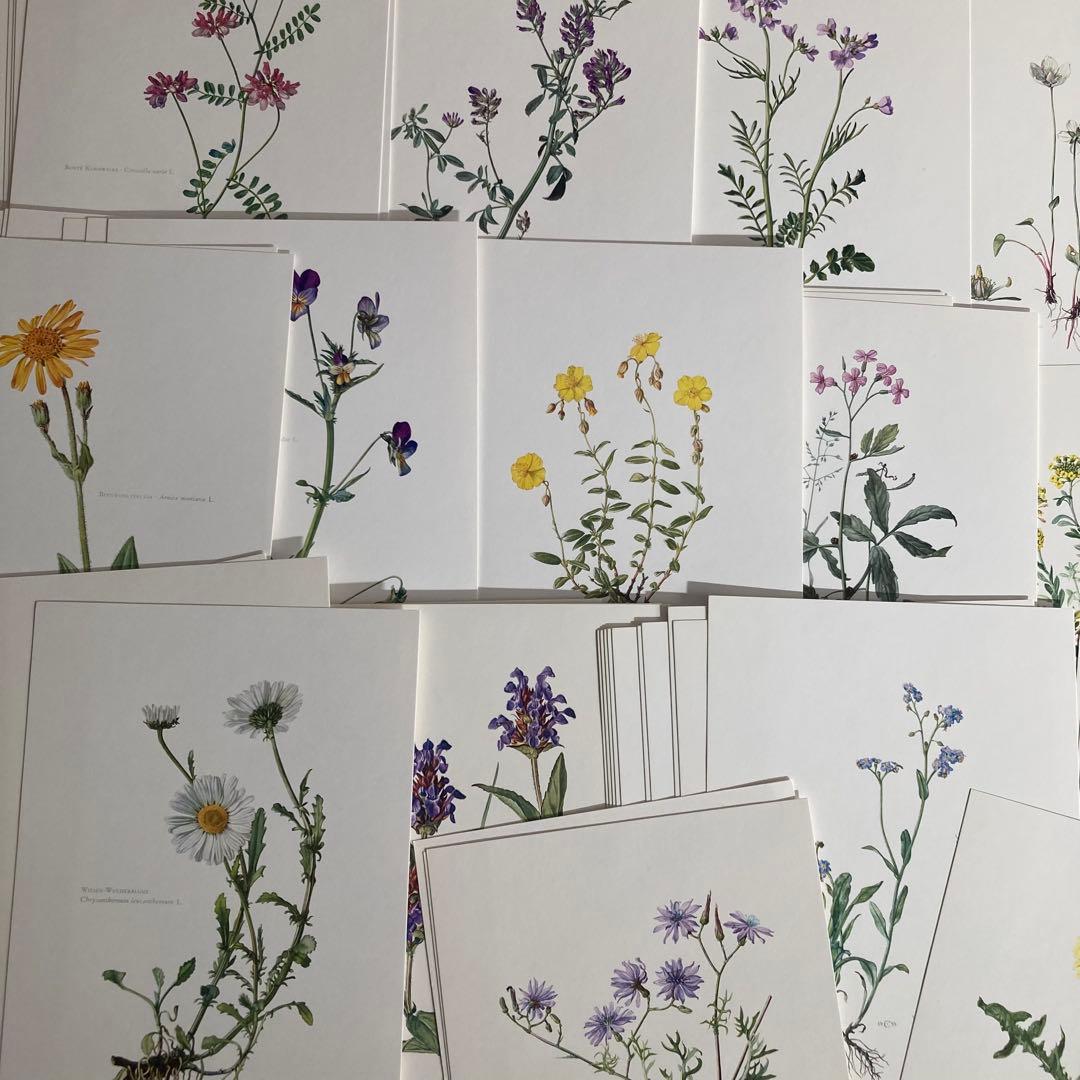 L938洋書古書1957年ドイツ発行美しい植物画プレートが168枚入った植物図鑑