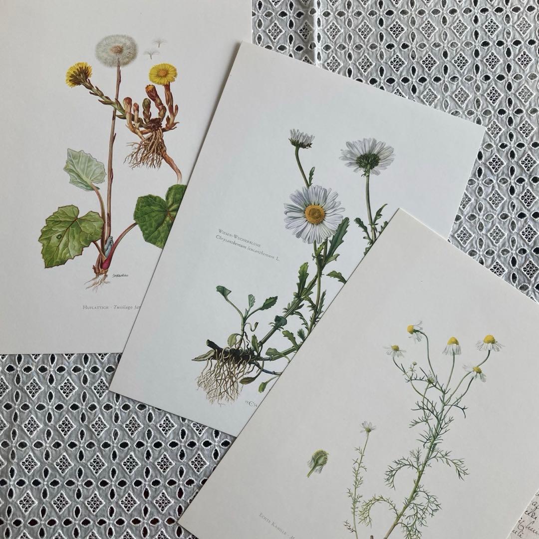 L938洋書古書1957年ドイツ発行美しい植物画プレートが168枚入った植物図鑑