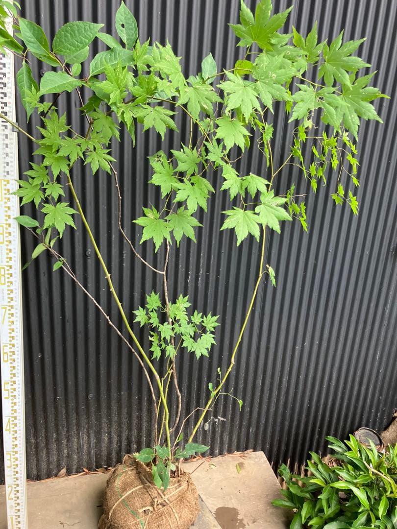 hiroooです！ 山採り　ヤマモミジ　ウワミズザクラ　混合株