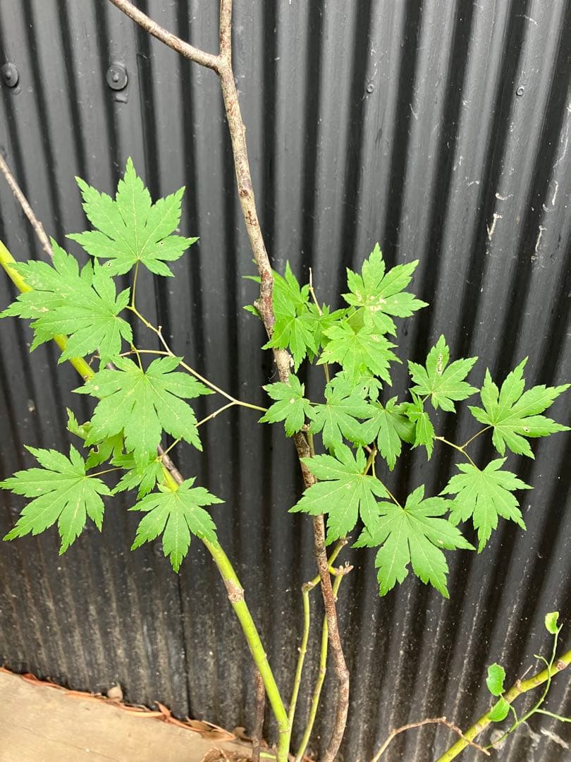 hiroooです！ 山採り　ヤマモミジ　ウワミズザクラ　混合株