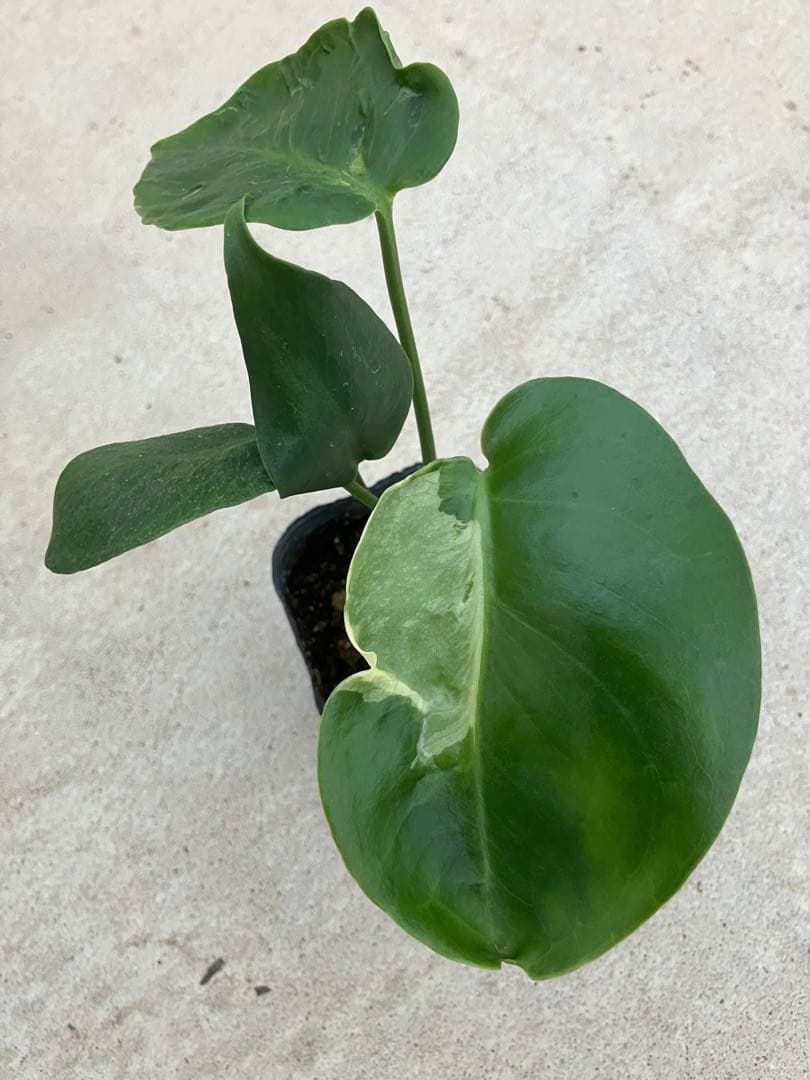 モンステラ斑入り　デリシオーサ実生苗　10鉢セット