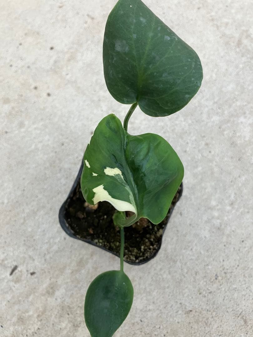 モンステラ斑入り　デリシオーサ実生苗　10鉢セット
