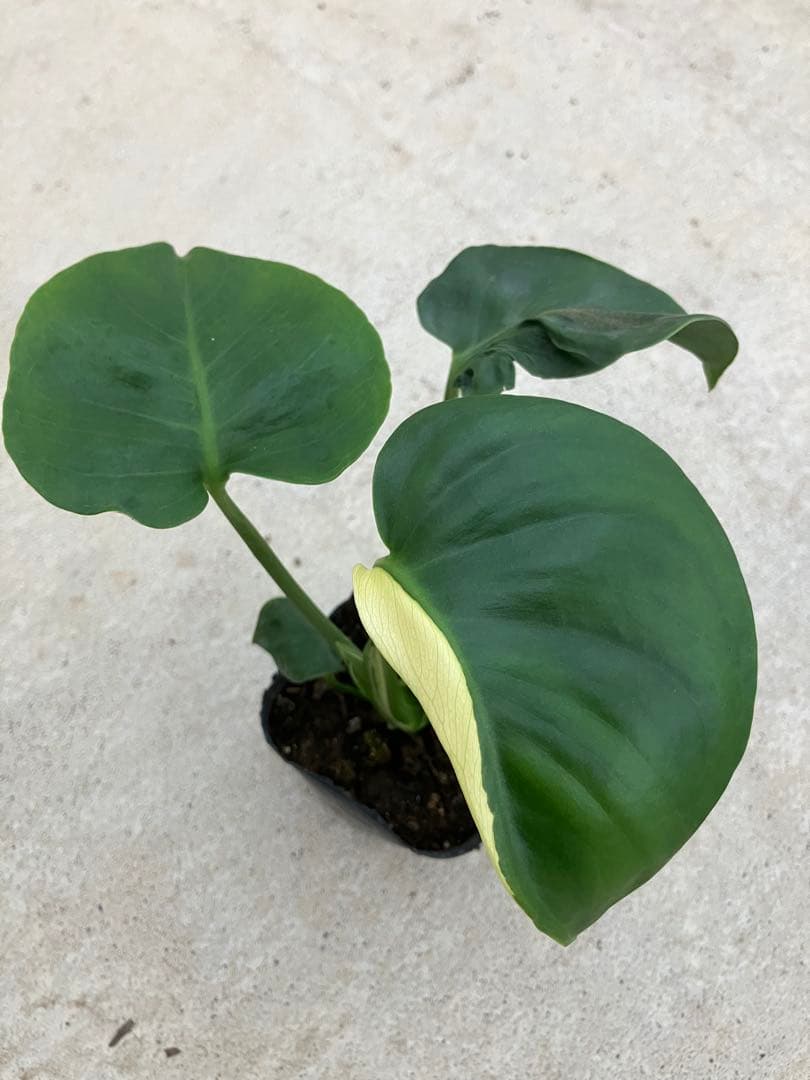 モンステラ斑入り　デリシオーサ実生苗　10鉢セット