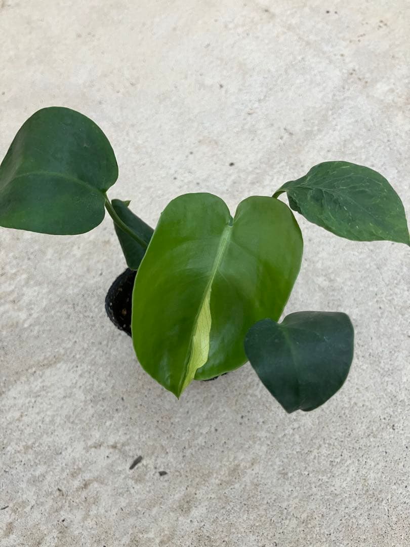 モンステラ斑入り　デリシオーサ実生苗　10鉢セット