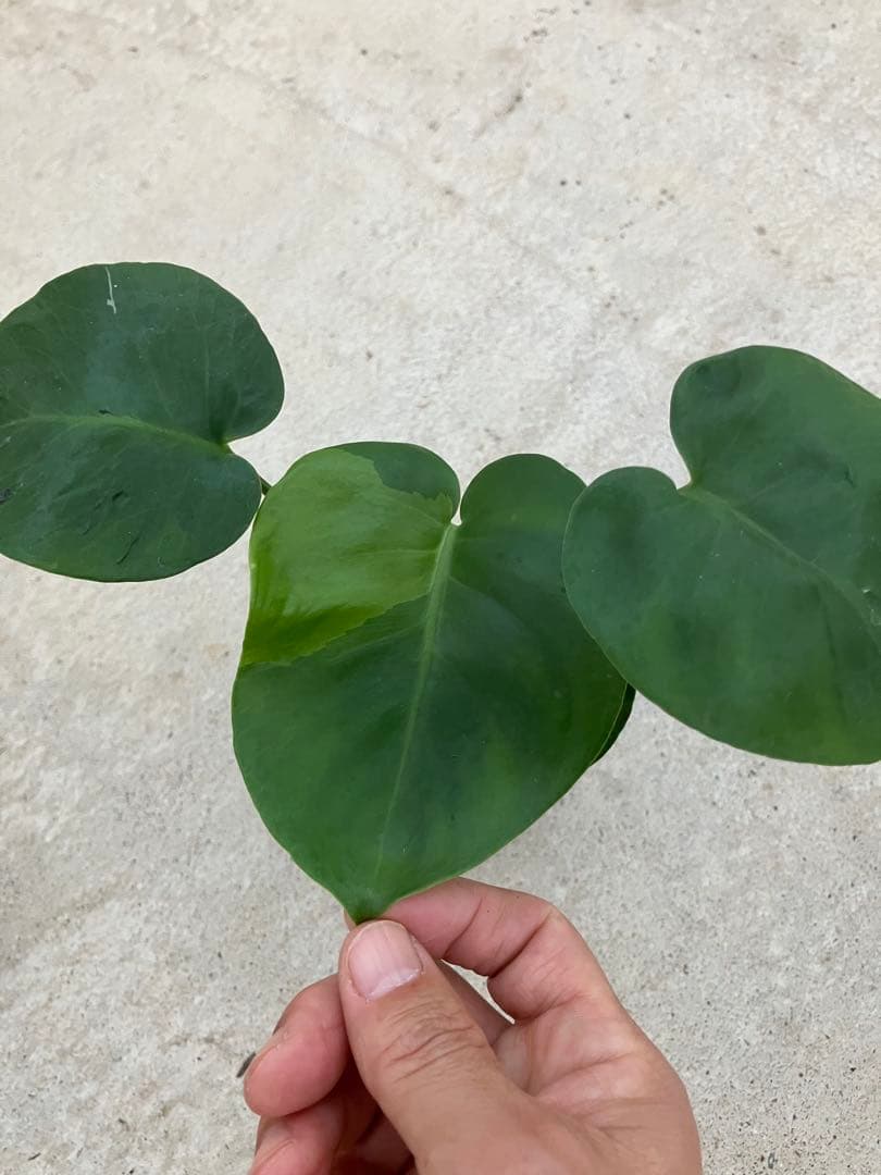 モンステラ斑入り　デリシオーサ実生苗　10鉢セット