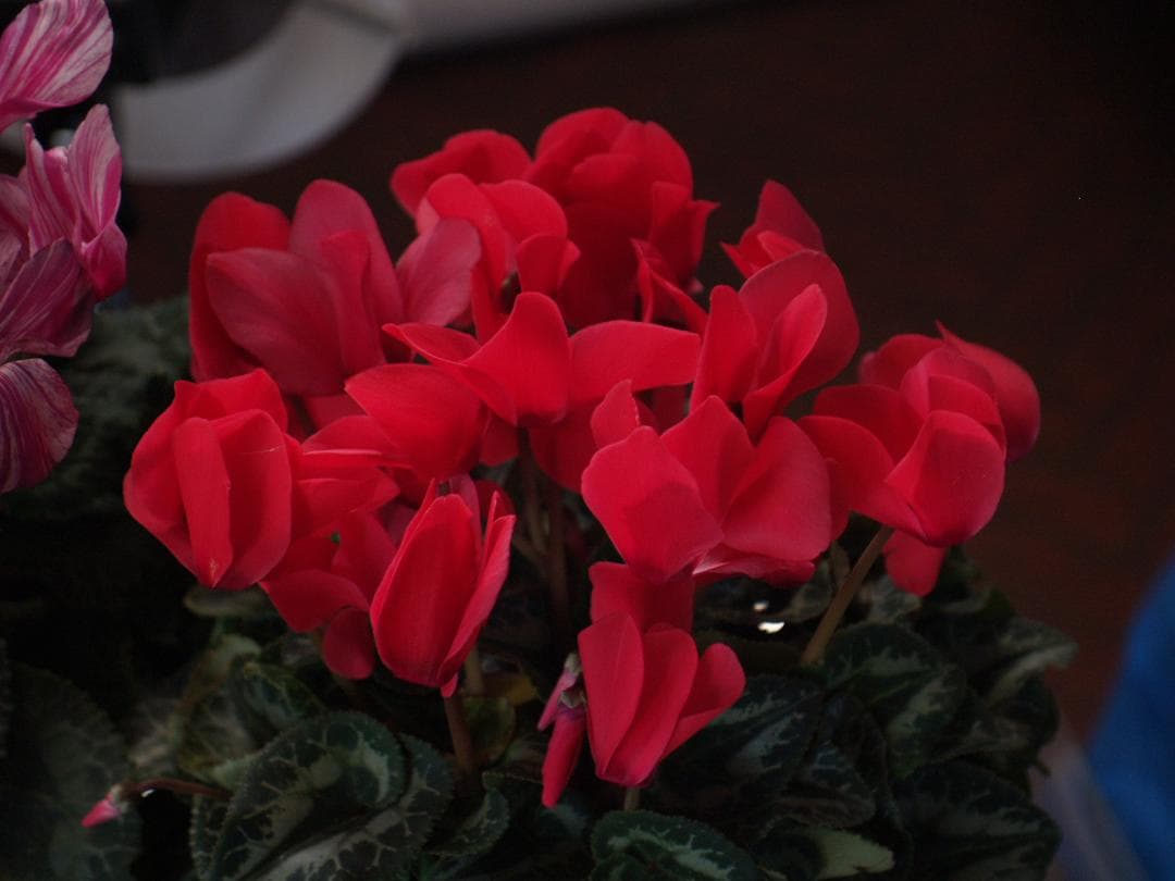 ぱ*迎様 Leica Vario-Elmarit 14-50mm f2.8-3.