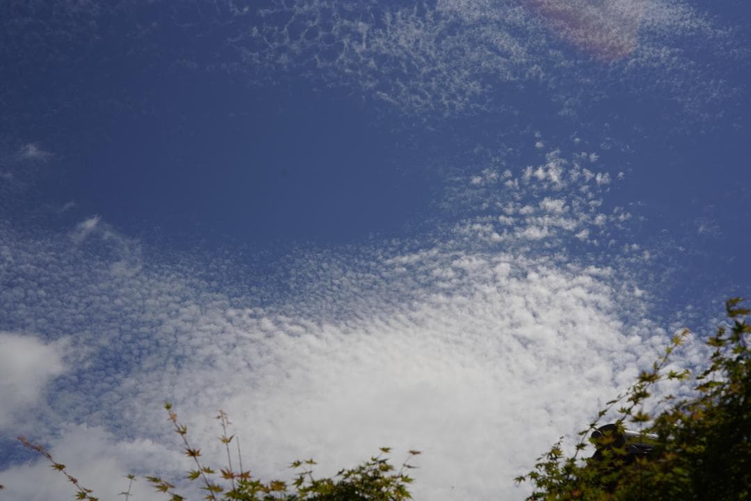 動作⚪︎ Canon 7 / CANON LENS 50mm F1.8