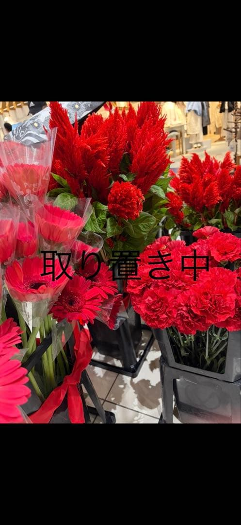 BRUNO ホットプレート たこ焼き、鍋プレート付き 紫