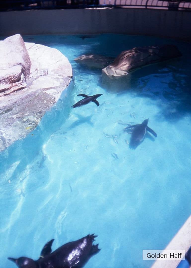 激レア 人気 ハローキティ ゴールデンハーフ golden half トイカメラ