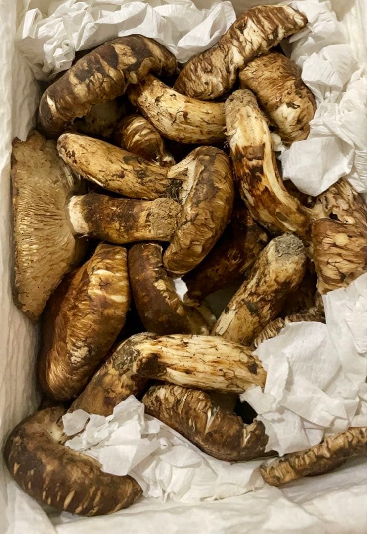 特価！中国産松茸約1kg PC＜開き方・大きさおまかせ　規格外＞