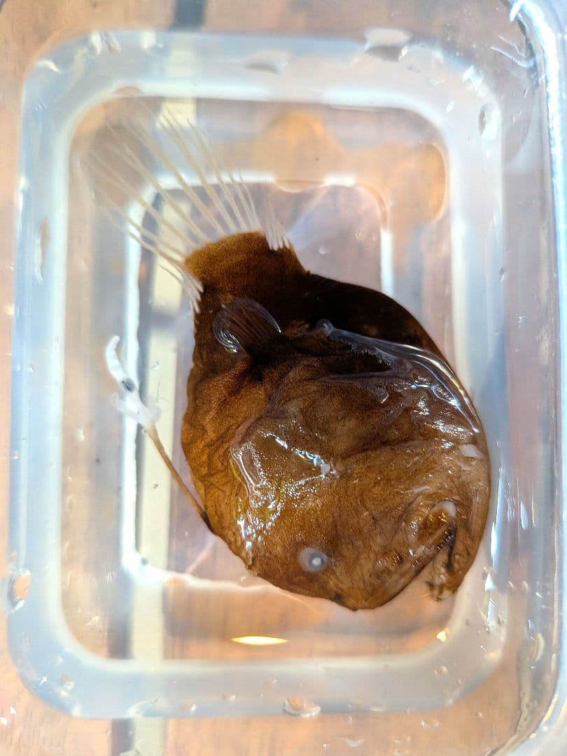 【激レア深海魚】チョウチンアンコウの一種 液浸標本