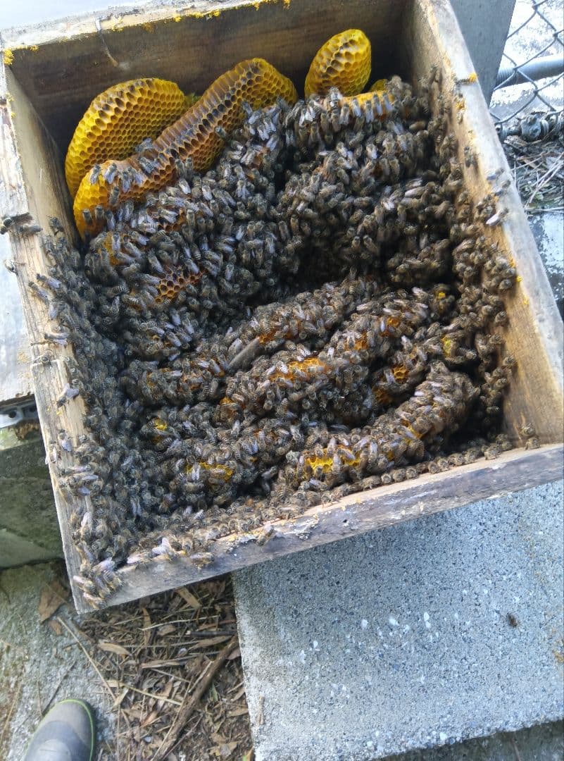 ニホンミツバチはちみつ南国土佐の百花蜜　無添加　無加工　1170g