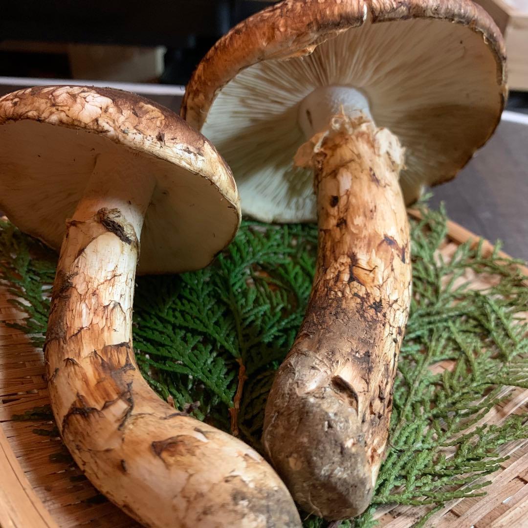 ⑤秀品【岩手県産天然松茸】収穫最終　国産本場　開き採れたて　太くて綺麗　207g