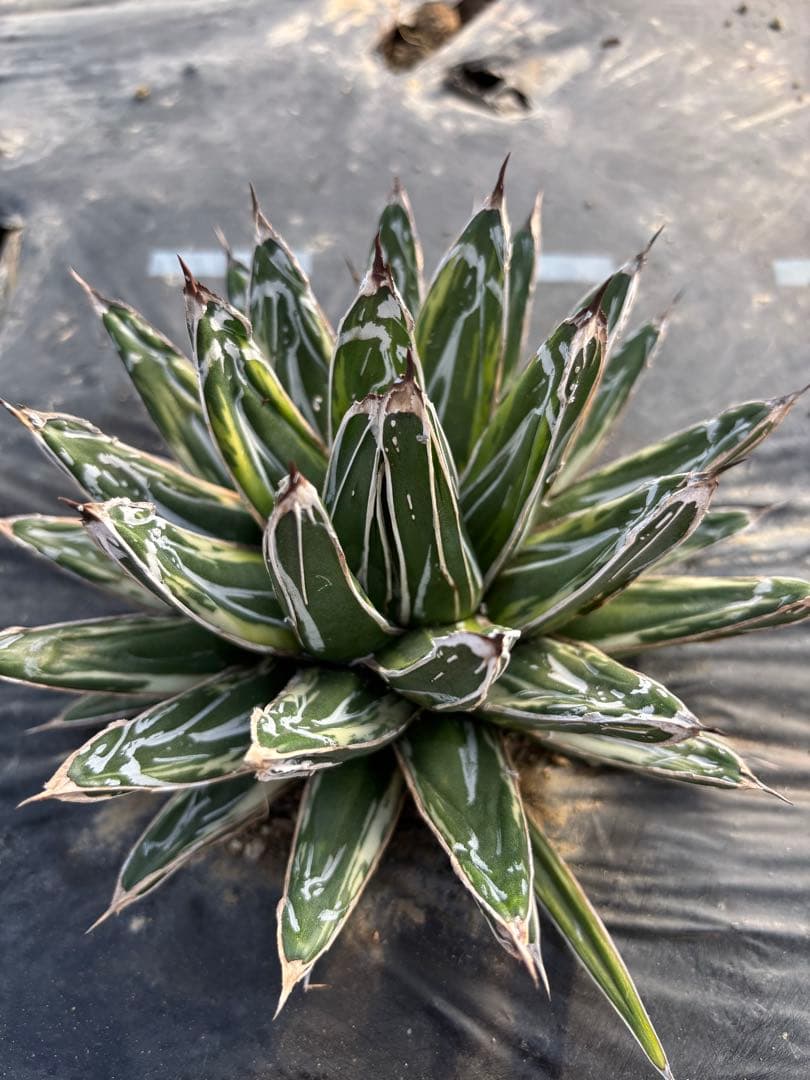 アガベ　笹の雪　極氷山　氷嶺