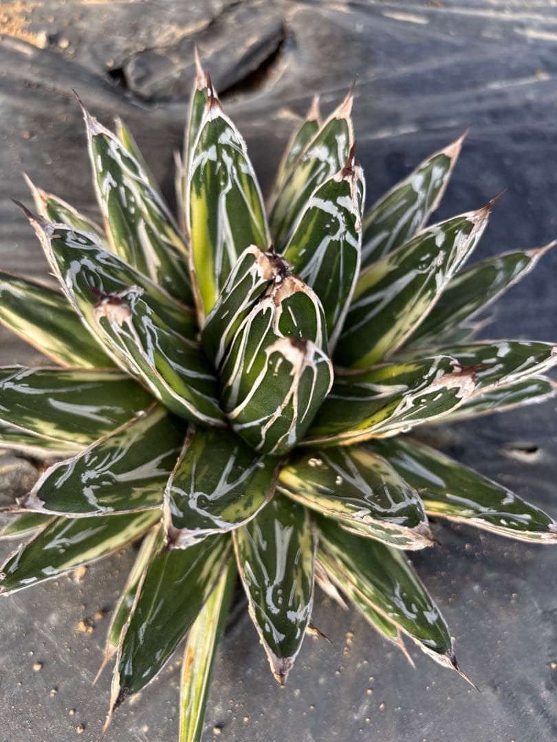 アガベ　笹の雪　極氷山　氷嶺