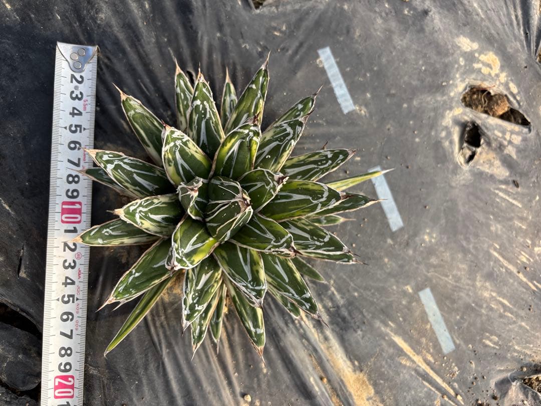 アガベ　笹の雪　極氷山　氷嶺