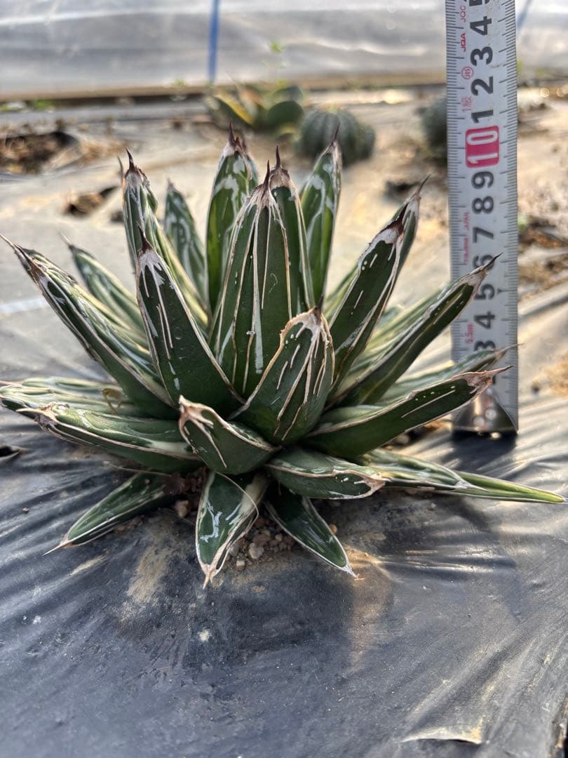 アガベ　笹の雪　極氷山　氷嶺