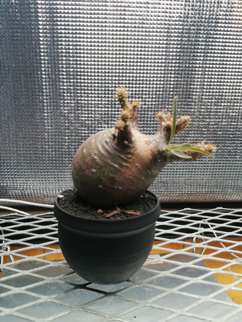 グラキリス 極小サイズ美株‼️