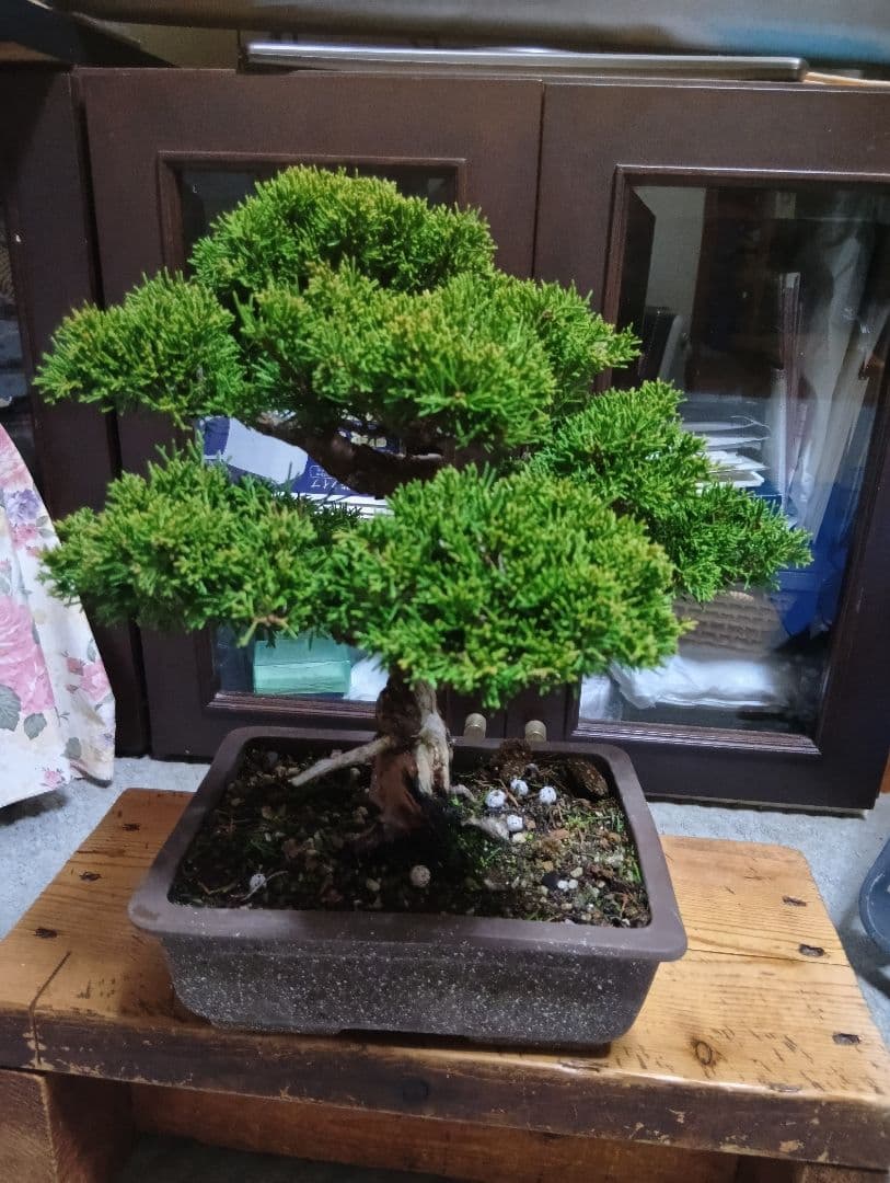 糸魚川シンパク（持ち込み古い）盆栽