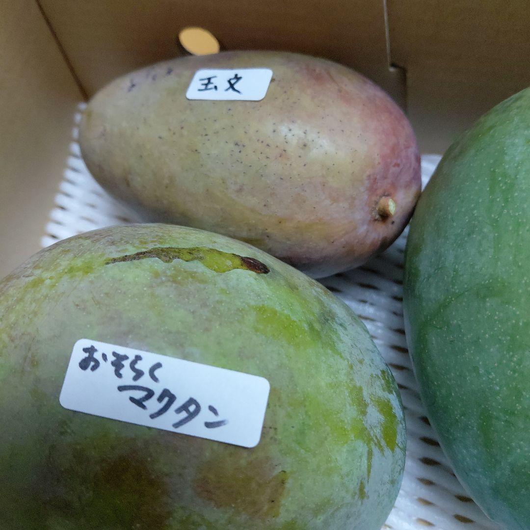 追熟型①と②　色々マンゴー食べ比べセット