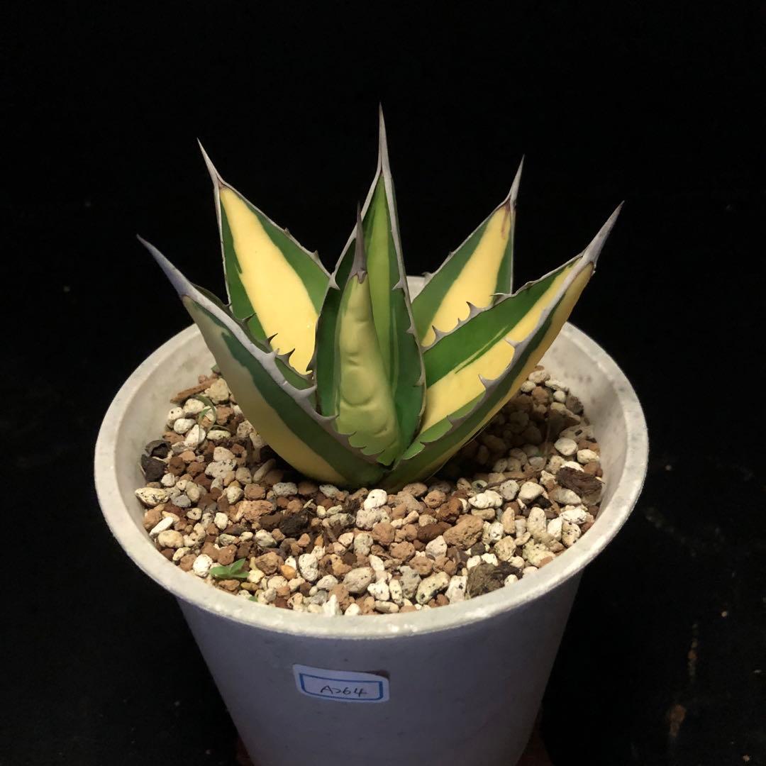 年末セールアガベパープソラム（Purpusorum）‼️26800-10000