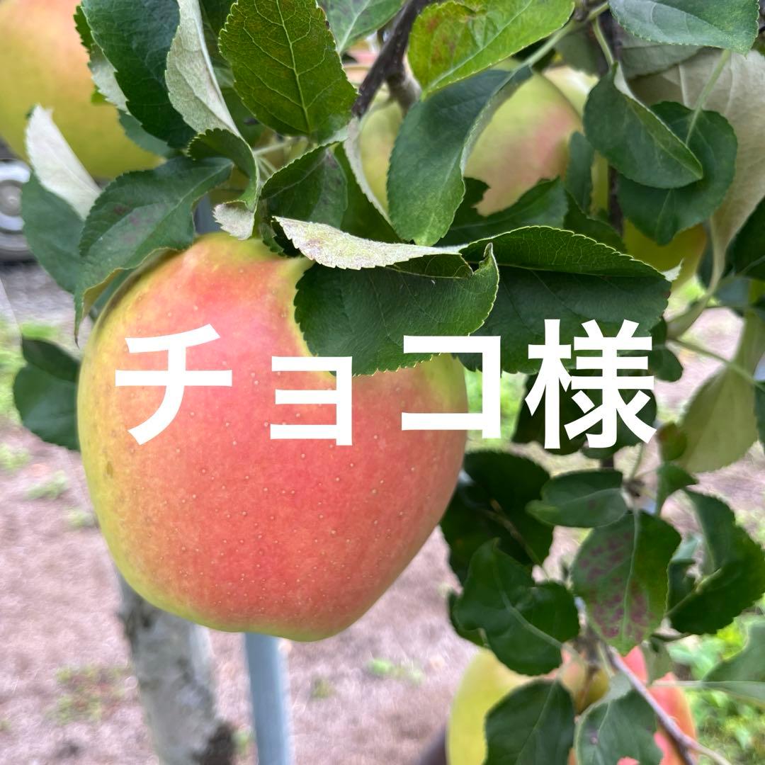 チョコページ✨10kg