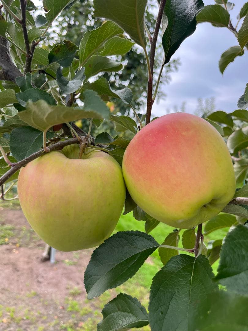 チョコページ✨10kg