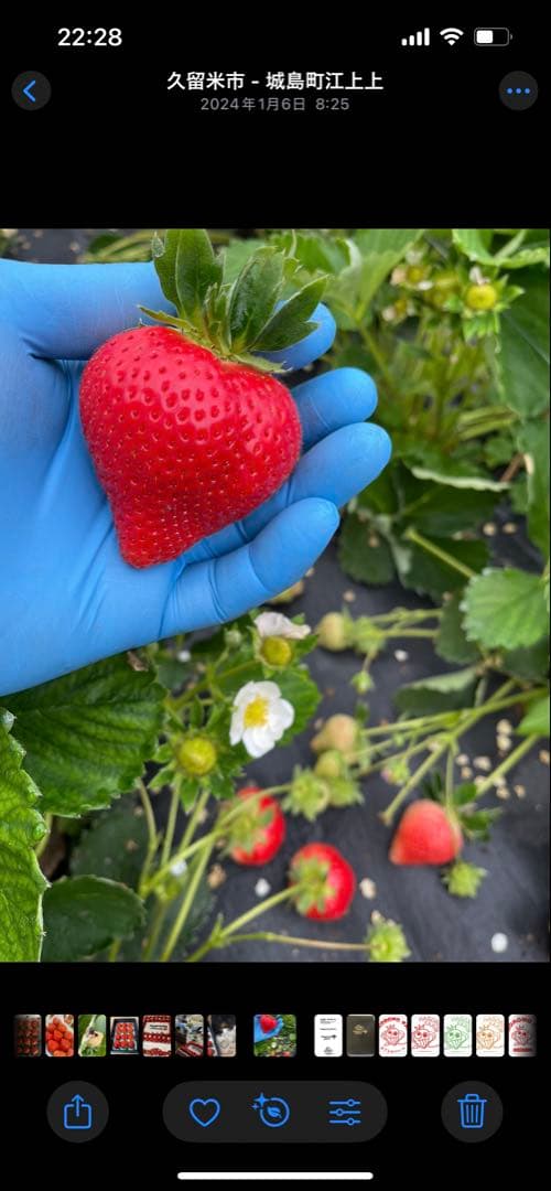 福岡県産　あまおう　10P