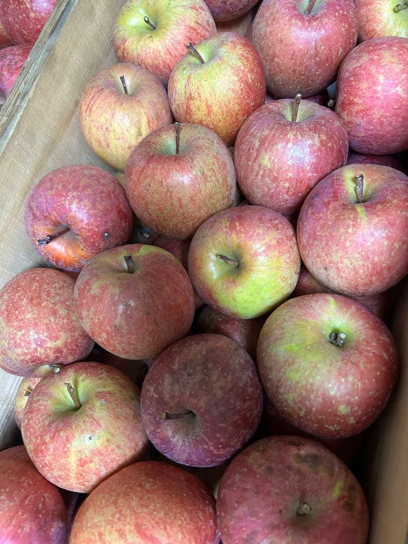 青森県産農薬不使用サンフジりんご10キロにんにく5キロ送料無料