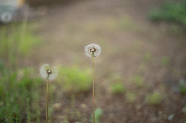 【オールドレンズ】Super Takumar 55mm f1.8 後期
