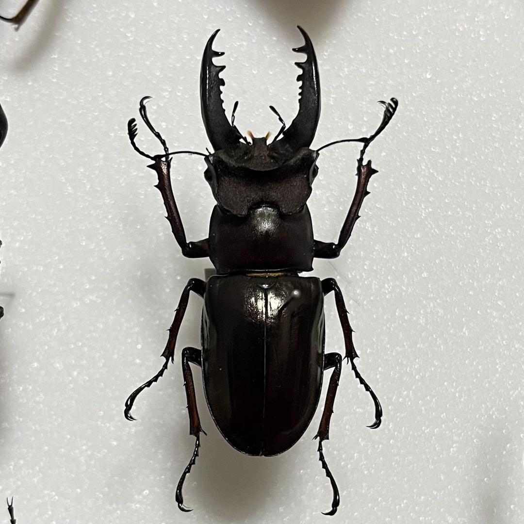 【大型個体！】 アマミミヤマクワガタ 標本