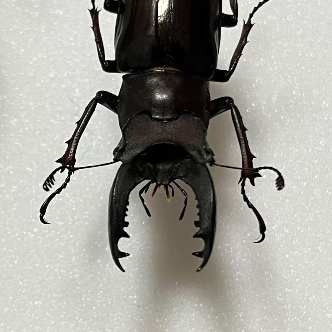 【大型個体！】 アマミミヤマクワガタ 標本