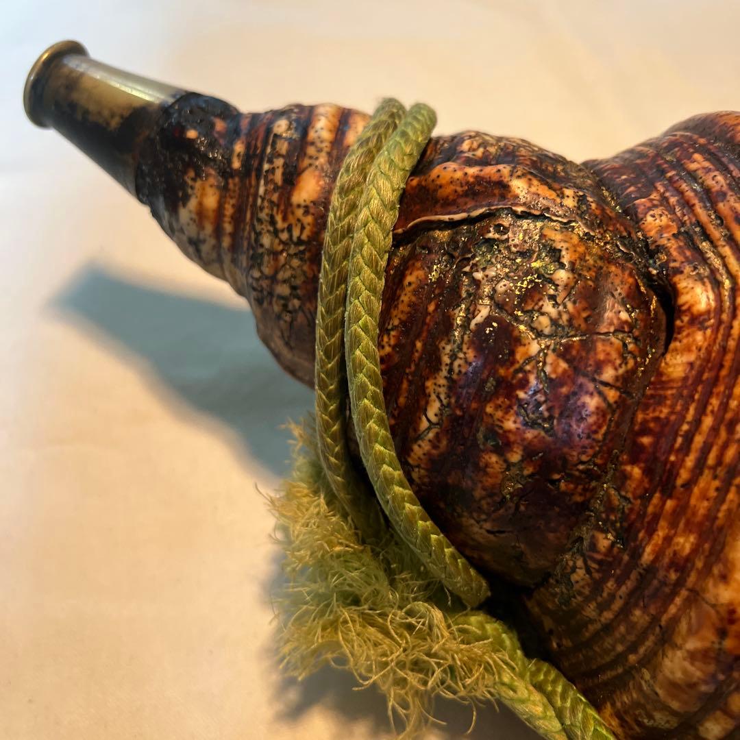 法螺貝　自然な巻貝装飾品 約34cm