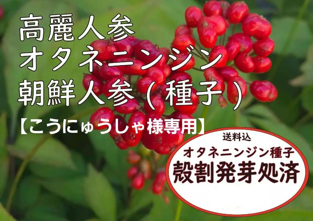 【専用】オタネニンジン 種子【白種】1500粒+【殻割発芽処理済】150粒