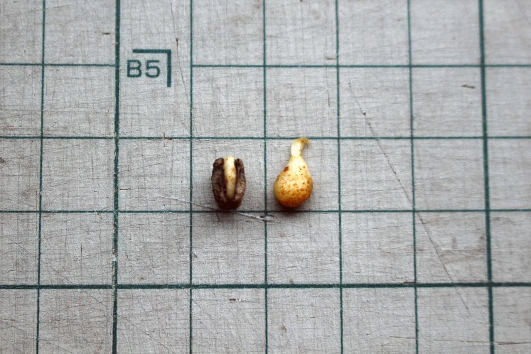 【専用】オタネニンジン 種子【白種】1500粒+【殻割発芽処理済】150粒