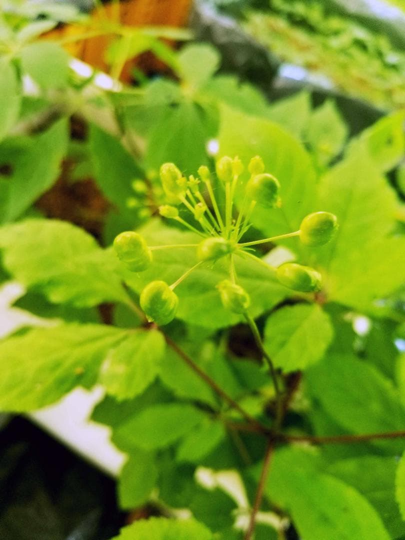 【専用】オタネニンジン 種子【白種】1500粒+【殻割発芽処理済】150粒