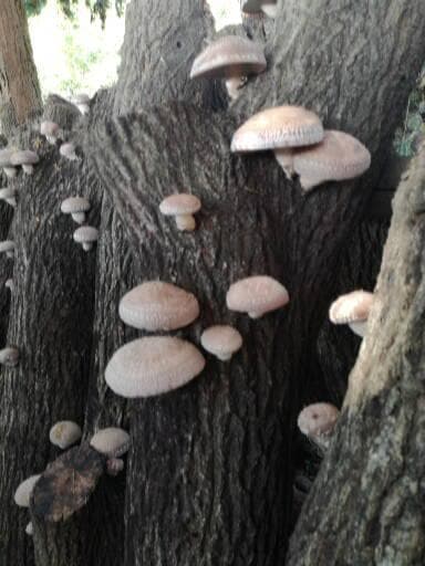 和・古・採さまご予約専用 大分県特産 生どんこ椎茸「秋子」ダブル