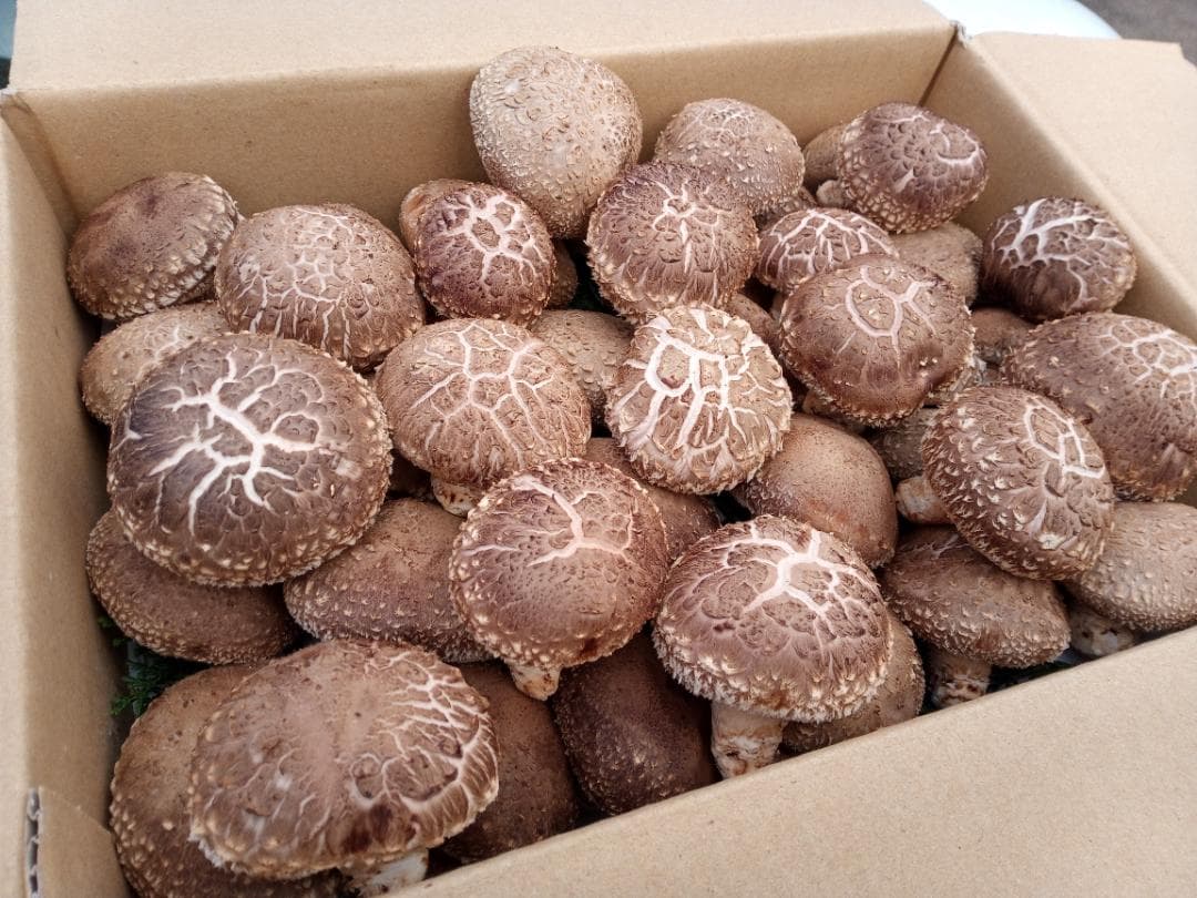 和・古・採さまご予約専用 大分県特産 生どんこ椎茸「秋子」ダブル