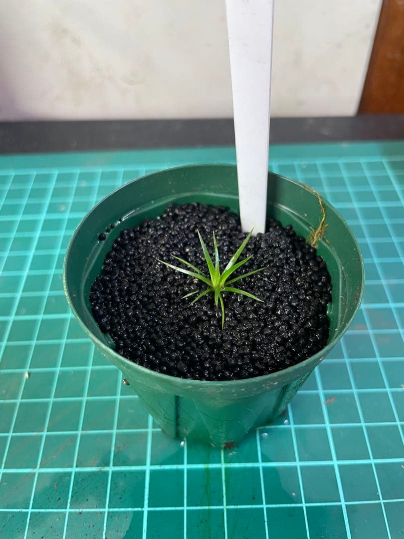 Eriocaulon.sp.parkeri ホシクサsp parkeri 水上株