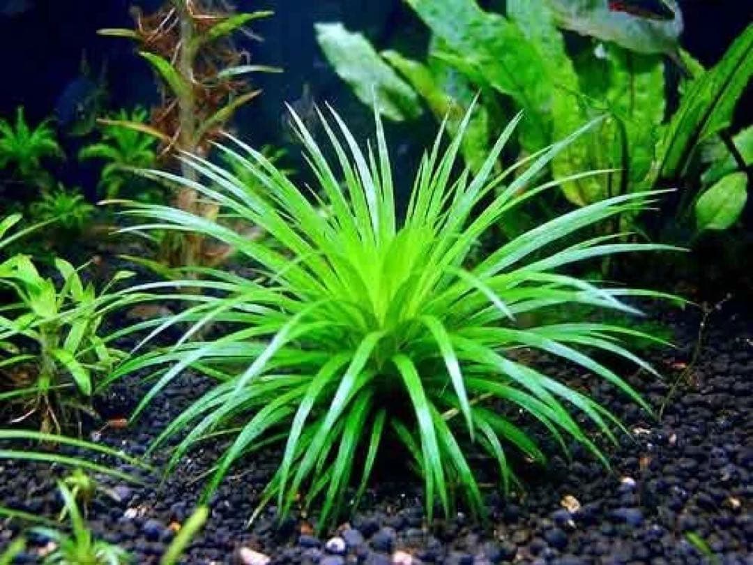 Eriocaulon.sp.parkeri ホシクサsp parkeri 水上株