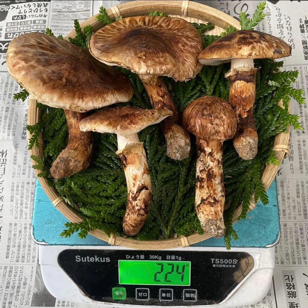 天然松茸 国産 大自然の凛さん採取 その215