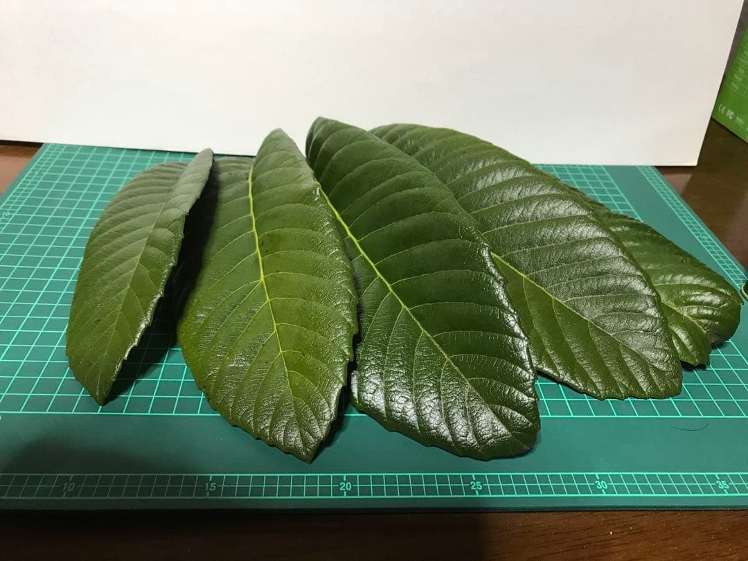 未使用びわの葉温灸セット、びわの葉10枚、びわの葉温灸の使い分け方コピー