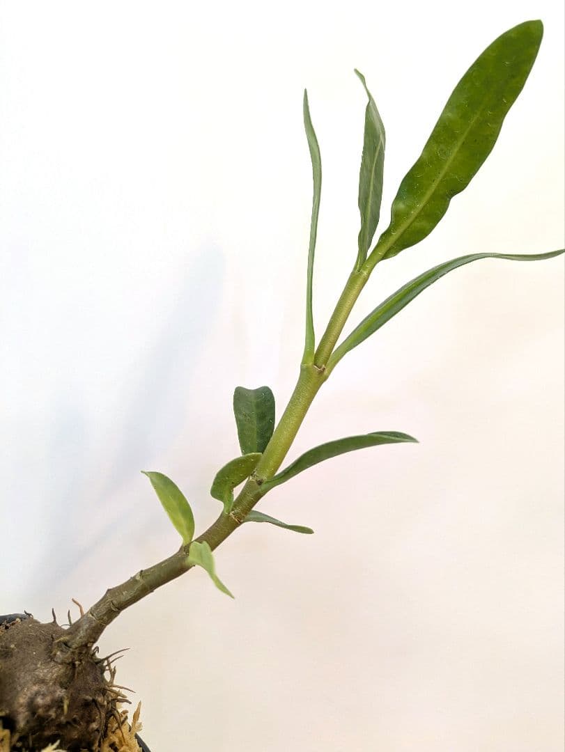 ミルメフィツム セレビクム ブキドノン マライバライ アリ植物