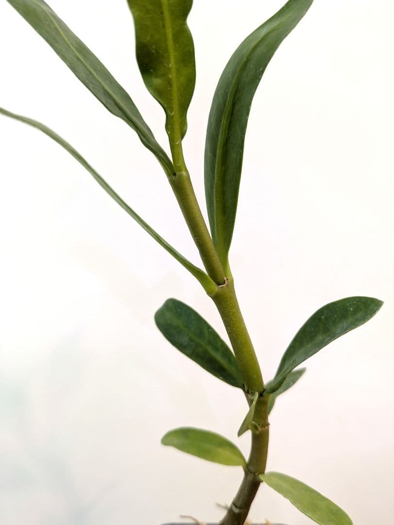 ミルメフィツム セレビクム ブキドノン マライバライ アリ植物