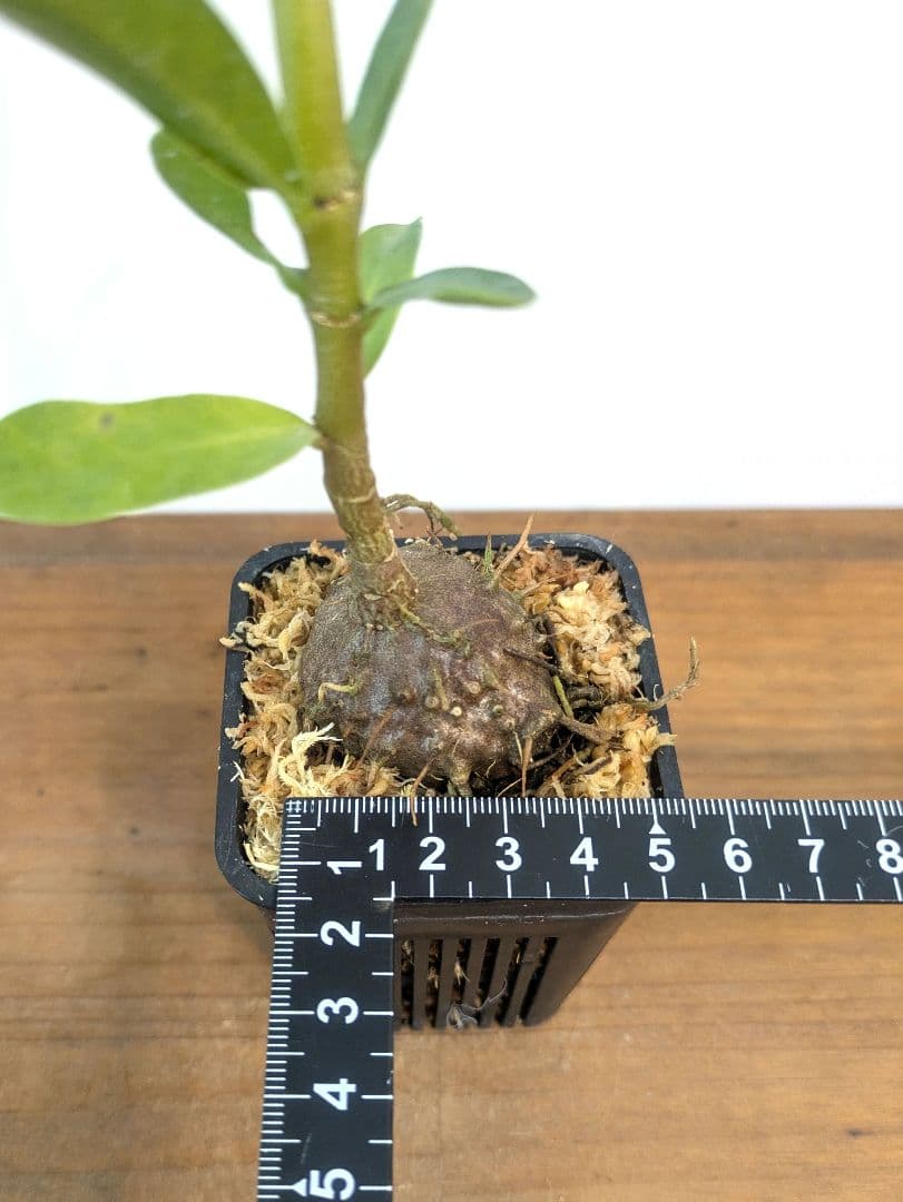 ミルメフィツム セレビクム ブキドノン マライバライ アリ植物